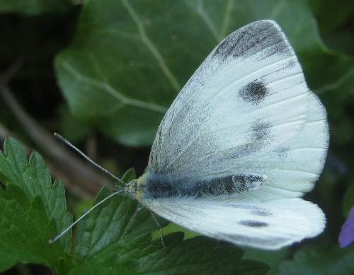 Réf. 280 363 : Pieris mannii